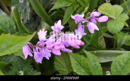 Gros plan des cloches roses et blanches contre diverses feuilles vertes. Banque D'Images