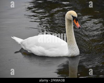 Un cygne muet flotte sur l'eau lors d'un matin froid de printemps. Banque D'Images