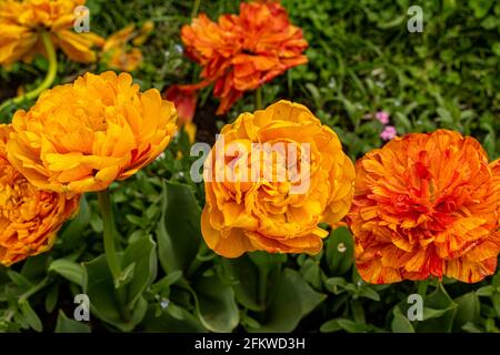 tulipes fleuris de différentes couleurs sur la pelouse Banque D'Images