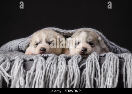 Deux adorables chiots Husky Siberian âgés de 2 semaines sur un arrière-plan noir Banque D'Images