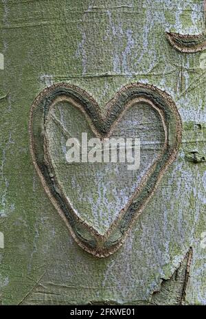 Un coeur sculpté dans l'écorce d'un arbre de Hêtre Banque D'Images