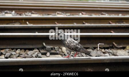 Un pigeon vu le long de la voie de chemin de fer.ville de Bangkok habitants vivant le long de la ligne de chemin de fer. Le train de la State Railway of Thailand (SRT) part de la gare centrale de Bangkok à Hua Lamphong à l'est de la capitale et relie Chachoengsao, à 82 km de Bangkok le long de cette ligne. (Photo de Paul Lakatos / SOPA Images / Sipa USA) Banque D'Images