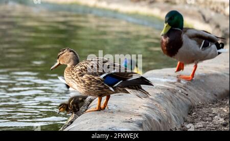 Canards et canetons sur l'eau dans le lac à Pinner Memorial Park, Pinner, Middlesex, nord-ouest de Londres, Royaume-Uni, photographiés lors d'une journée de printemps ensoleillée. Banque D'Images