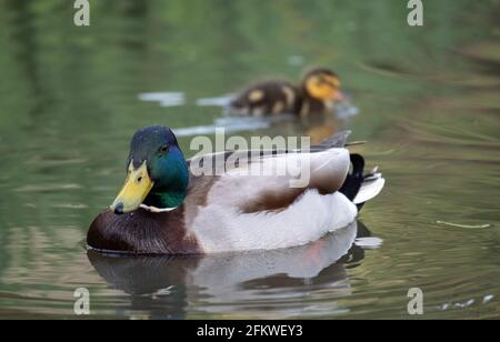 Canard et caneton sur l'eau dans le lac à Pinner Memorial Park, Pinner, Middlesex, nord-ouest de Londres, photographié lors d'une journée de printemps ensoleillée. Banque D'Images