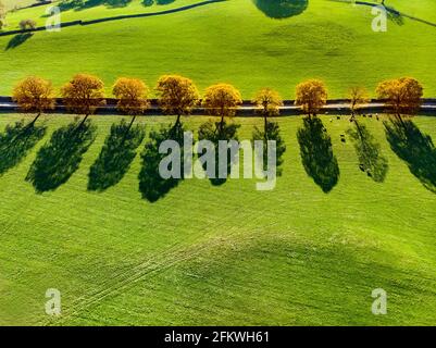 Vue aérienne de haut en bas des arbres d'automne jaunes qui poussent le long d'une route entre les pâturages luxuriants et les terres agricoles de l'Angleterre. Campagne anglaise avec entrée émeraude Banque D'Images