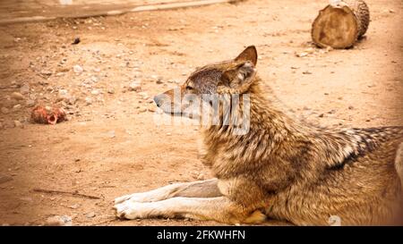 Le loup sauvage se trouve et regarde dans la distance. Animaux sauvages et zoos concept Banque D'Images