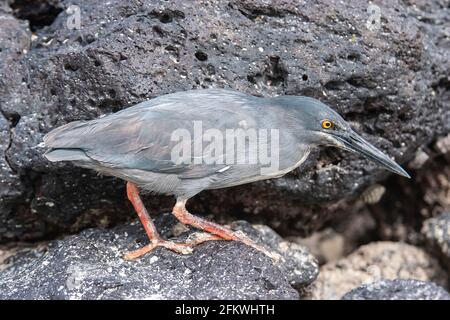 Héron de lave, Butorides sundevalli, oiseau unique marchant sur le rivage rocheux, îles Galapagos, Équateur Banque D'Images