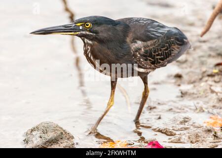 Héron de lave, Butorides sundevalli, oiseau unique marchant sur le rivage rocheux, îles Galapagos, Équateur Banque D'Images