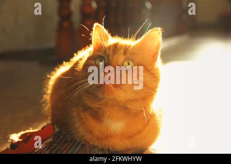 Magnifique chat de gingembre dans la maison. Animaux de compagnie Banque D'Images