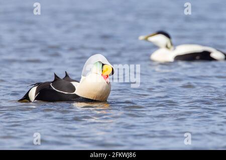 King eider, Somateria spectabilis, homme adulte unique dans la reproduction de plumage nageant en mer, Aberdeenshire, Royaume-Uni Banque D'Images