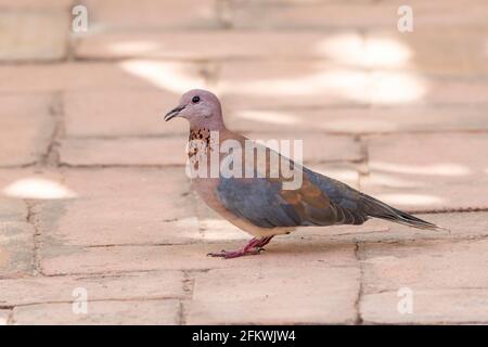 Dove rieuse, Spilopelia senegalensis, adulte unique debout sur le sentier, Gambie, Afrique de l'Ouest Banque D'Images