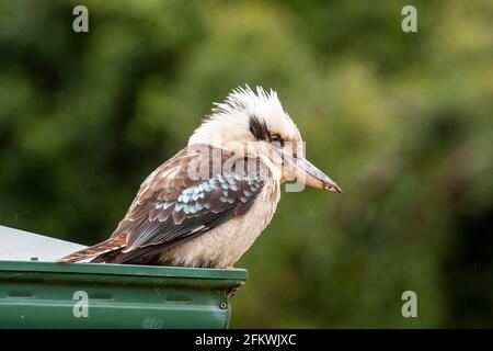 Rire kookaburra, Dacelo novaeguineae, adulte célibataire perché sur un bâtiment, Queensland, Australie Banque D'Images