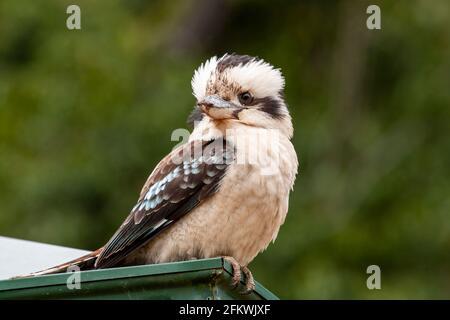 Rire kookaburra, Dacelo novaeguineae, adulte célibataire perché sur un bâtiment, Queensland, Australie Banque D'Images