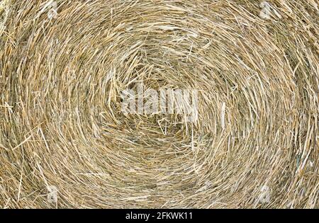 Texture de la pile de foin, gros plan naturel Banque D'Images