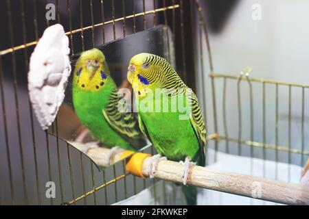 Le perroquet ondulé est placé dans une cage près du miroir Banque D'Images