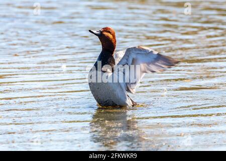 Le verger commun est un canard de plongée de taille moyenne. Le nom scientifique est Aythya ferina. Photo prise dans le parc naturel de marismas del Odiel à Huelva, Andal Banque D'Images