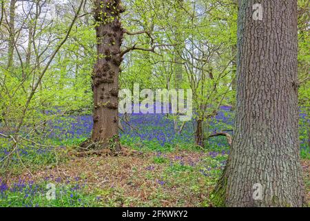 Les cloches bleues anglaises (jacinthoides non-scripta) fleurissent dans les bois au printemps à Surrey, dans le sud-est de l'Angleterre Banque D'Images