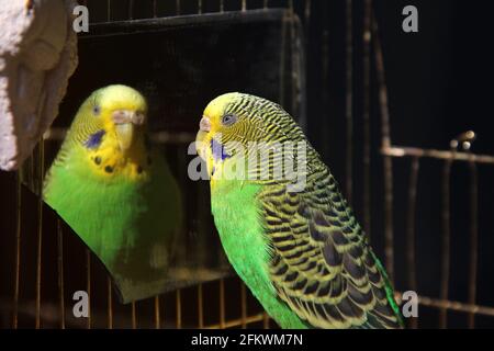 Perroquet près du miroir. Vert perroquet ondulé. Banque D'Images