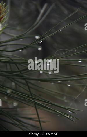 Arbre de pin avec des gouttelettes d'eau de brouillard sur le bord de les aiguilles Banque D'Images