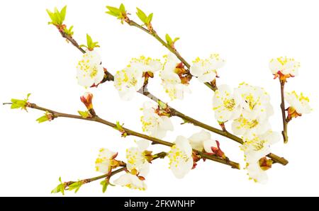 Branche de pommier en fleur isolée sur fond blanc. Début du printemps, concept de Pâques. Gros plan. Banque D'Images