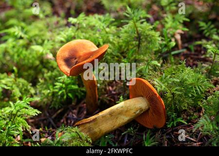 Cortinarius malicorius, connu sous le nom de cort de couleur safran ou de corbale de couleur safran, champignons sauvages de Finlande Banque D'Images