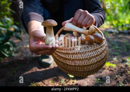 Main tenant Boltetus edulis à côté du panier complet de champignons en osier dans la forêt. Saison de récolte des champignons dans les bois à l'automne. Banque D'Images