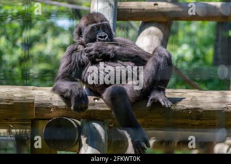 Gros plan sur un visage de gorille dans un zoo assis sur bois Banque D'Images