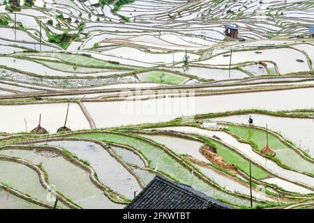 Qiandongnan, province chinoise du Guizhou. 4 mai 2021. Les agriculteurs marchent dans les champs en terrasse du village de Dangniu, dans le comté de Congjiang, dans la province de Guizhou, au sud-ouest de la Chine, le 4 mai 2021. Credit: Yang Wenbin/Xinhua/Alamy Live News Banque D'Images