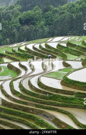 Qiandongnan, province chinoise du Guizhou. 4 mai 2021. Les agriculteurs travaillent dans les champs en terrasse du village de Jiaye dans le comté de Congjiang, dans la province de Guizhou, dans le sud-ouest de la Chine, le 4 mai 2021. Credit: Yang Wenbin/Xinhua/Alamy Live News Banque D'Images