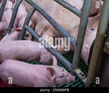 ferme porceuse commerciale intérieure intensive Banque D'Images