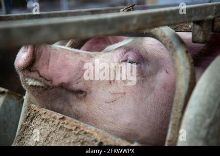 ferme porceuse commerciale intérieure intensive Banque D'Images