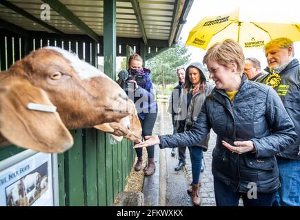 Le premier ministre d'Écosse et chef du SNP Nicola Sturgeon nourrit les chèvres lors d'une visite pour AIMER Gorgie Farm à Édimbourg lors de la campagne pour l'élection parlementaire écossaise. Date de la photo: Mardi 4 mai 2021. Banque D'Images