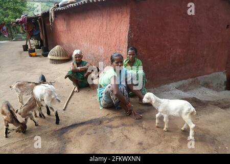 Tribus femmes assis à l'extérieur de la maison avec des moutons dans le village de Lanjigadh à Odisha, en Inde. LA TRIBU DESIA KONDHA Banque D'Images