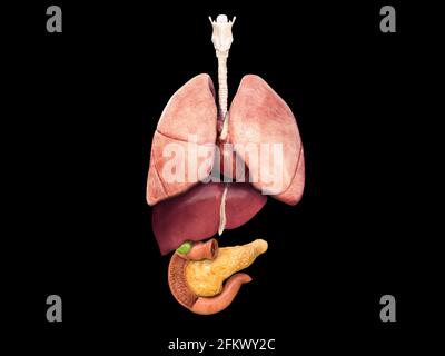 Poumons, foie, pancréas, vésicule biliaire, coeur, Vue en coupe d'un corps humain avec organes internes. Graphiques d'informations médicales sur fond noir. Rendu 3D, i Banque D'Images