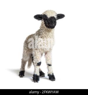 Agneau debout, blacknose, mouton regardant la caméra, trois semaines, isolé sur blanc Banque D'Images
