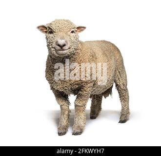 Mouton Southdown, Babydoll, mouton souriant, isolé sur blanc Banque D'Images