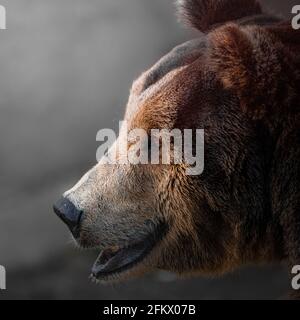 Portrait de l'ours brun masculin (Ursus arctos). Vue rapprochée latérale isolée sur fond gris Banque D'Images