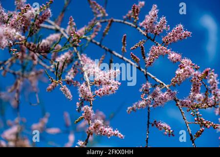 Tamarisk, plante décidue à feuilles persistantes, fleurs roses, floraison, pousse sur des sols salins. Jour ensoleillé, fond bleu ciel. Tamarix également connu sous le nom de cèdre du sel b Banque D'Images