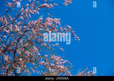 Tamarisk, tamarix, cèdre du sel, orge, salé, branches partielles d'arbre ou d'arbuste. Evergreen plante à feuilles caduques, fleurs roses, fleurs, ornementales, flore Banque D'Images