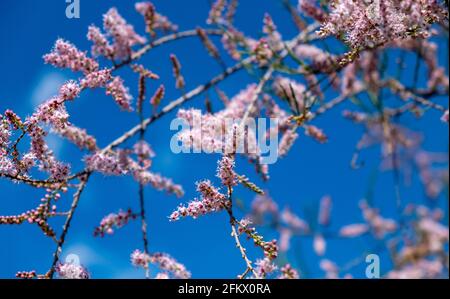 Tamarisk, fleurs roses, fleurs, pousse sur des sols salins. Jour ensoleillé, fond bleu ciel. Tamarix également connu sous le nom de branches en fleur de cèdre de sel Banque D'Images