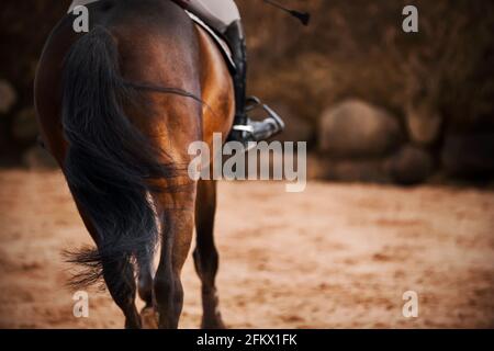 Vue arrière d'un cheval de baie avec une longue queue sombre et un cavalier assis dans la selle, qui gailliste lors d'un sombre jour d'automne. Équitation. Sports équestres. Banque D'Images