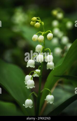 Lily de la fleur de printemps de la vallée, Convallaria majalis plantes avec fleurs blanches Banque D'Images