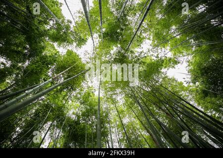 Forêt de bambous d'Arashiyama à Kyoto, Japon. Vue sur la verdure de la bosquet de bambou. Banque D'Images