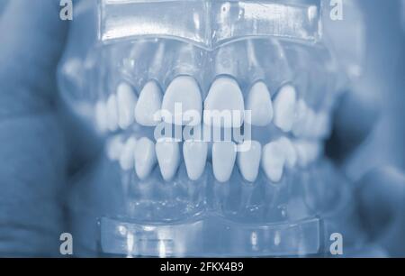 Modèle des dents humaines de la mâchoire humaine gros plan. Banque D'Images