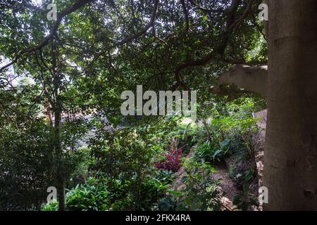 Wendy Whiteley's Secret Garden sur la rive nord inférieure du port de Sydney. Il est ouvert au public pour les promenades, les pique-niques et les vues générales sur le port. Wend Banque D'Images