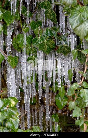 Ivy aux glaçons en hiver Banque D'Images