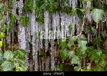 Ivy aux glaçons en hiver Banque D'Images