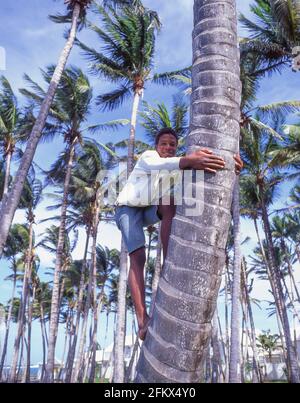 Garçon local grimpant au cocotier, Saint-Kitts-et-Nevis, Saint-Kitts, Petites Antilles, Caraïbes Banque D'Images