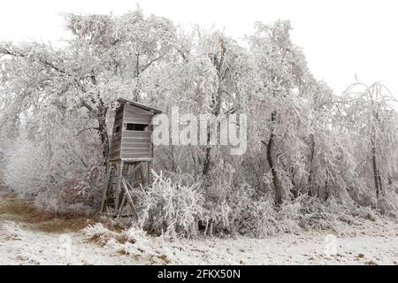 Stand haut en hiver avec Hoar Frost Banque D'Images