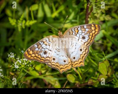 Paon blanc (Anartia jatrophae guantanamo) Papillon sur le terrain dans le parc national de la rivière Myakka dans Sarasota Floride Etats-Unis Banque D'Images